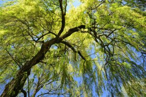 Worm's-eye view of a fresh green weeping willow with spring's clear blue sky in the background